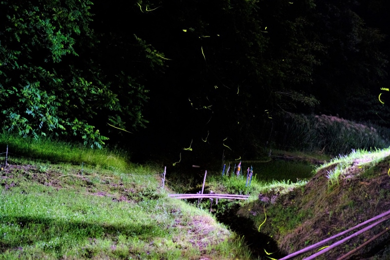 file-4 (2) (800x533).jpg